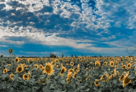 USA - Photo by Tamara Gore via Unsplash