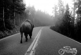 Yellowstone National Park, WY, USA - Photo by Stephen Leonardi via Unsplash